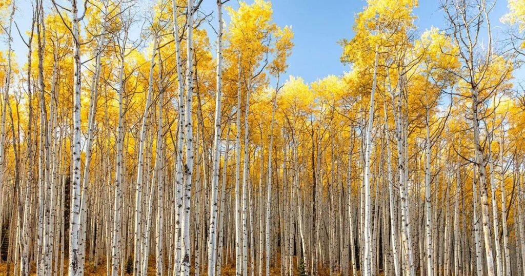 Aspen Tree Photography: Capturing Nature’s in Every Shot