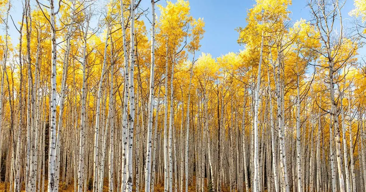 Aspen-Tree-Photography