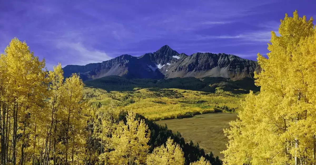 Aspen-Tree-Photography