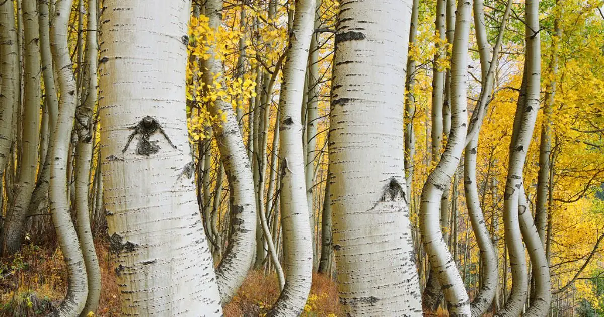 Aspen-Tree