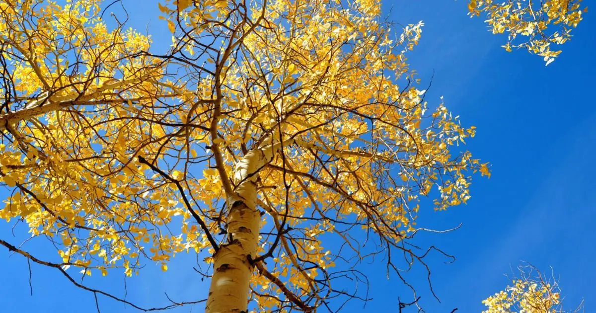 Aspen-Tree-Photography