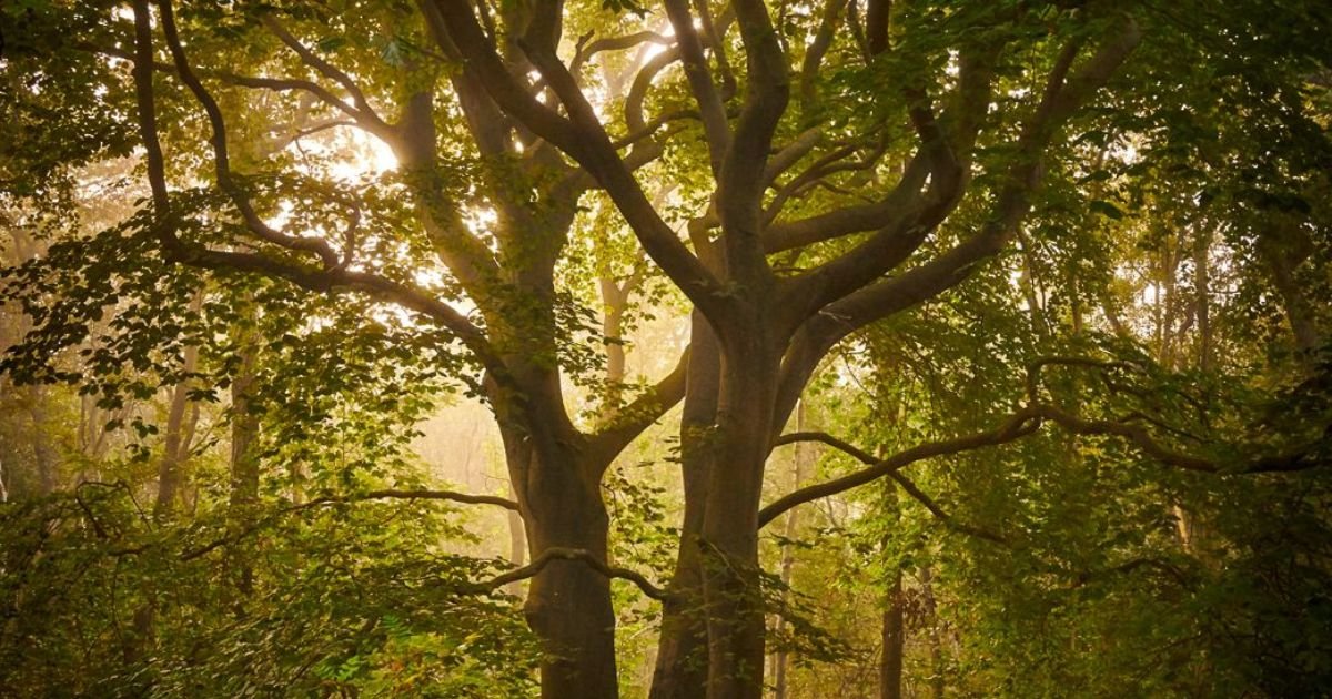 Trees-Photography