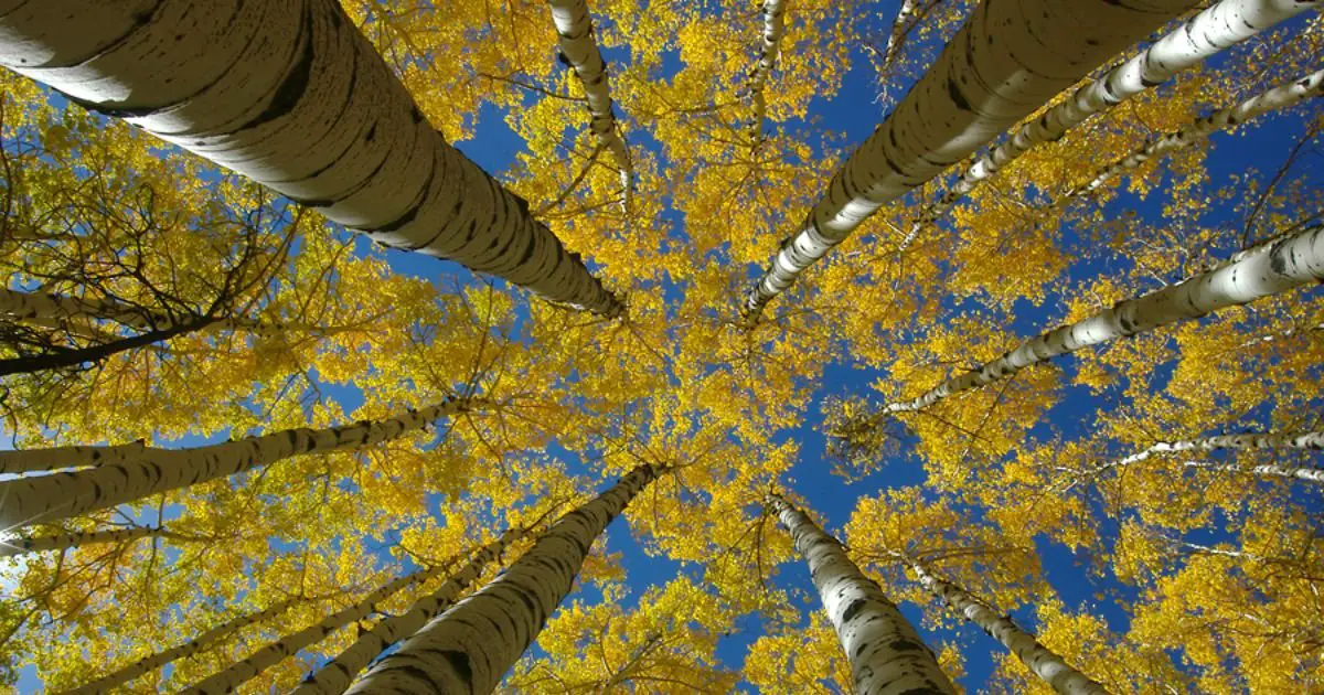 Aspen-Tree-Photography