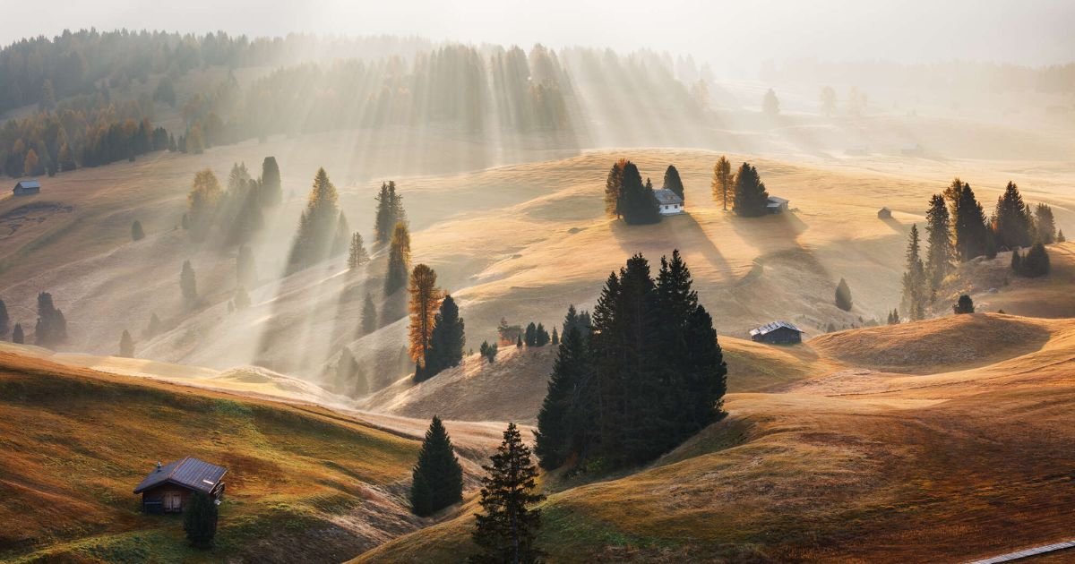 Close-up of a serene forest scene showcasing natural light and textures, perfect for nature photography