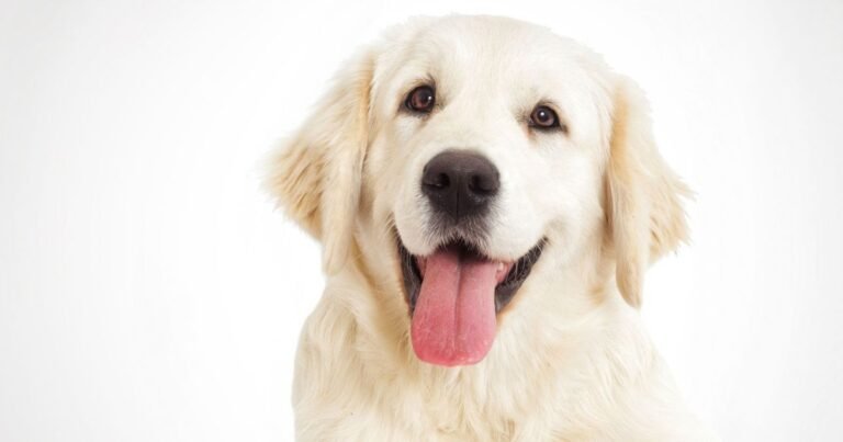 A happy white dog with its tongue out, embodying the spirit of playfulness in dog photography.