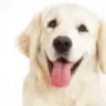 A happy white dog with its tongue out, embodying the spirit of playfulness in dog photography.