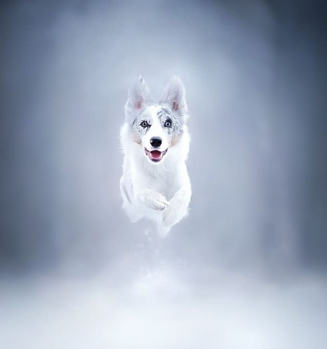 A dog leaps joyfully through the air, surrounded by a mysterious fog, capturing a moment of pure exhilaration.