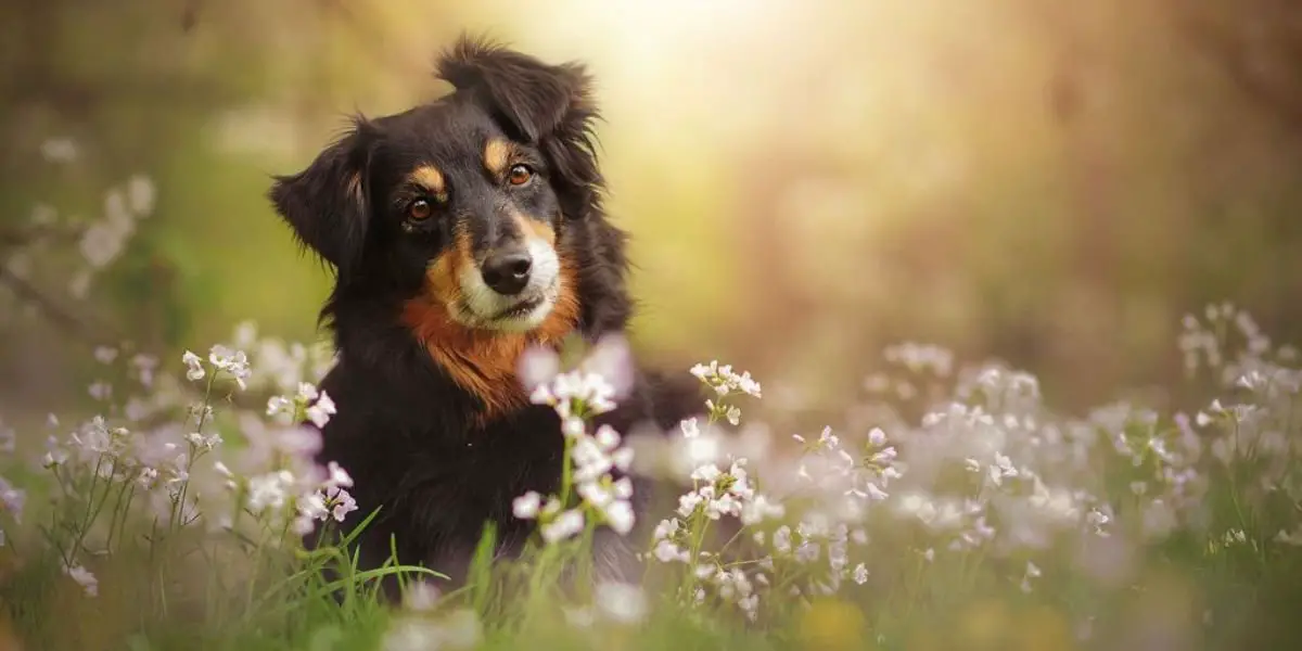 A dog sitting happily in a vibrant field of flowers, captured beautifully by Kaylee Greer of Dog Breath Photography.