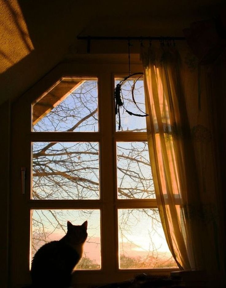 Silhouette of a cat sitting by a window, capturing its peaceful, mysterious shape against natural light.