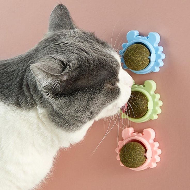 Cat playtime delight: Capture feline curiosity with toys and treats for engaging, playful photos.