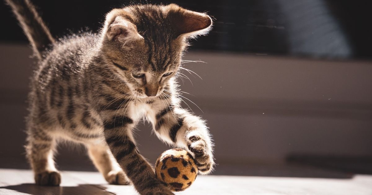 Catch a cat's curiosity with engaging toys and treats for fun, playful, and candid photography moments