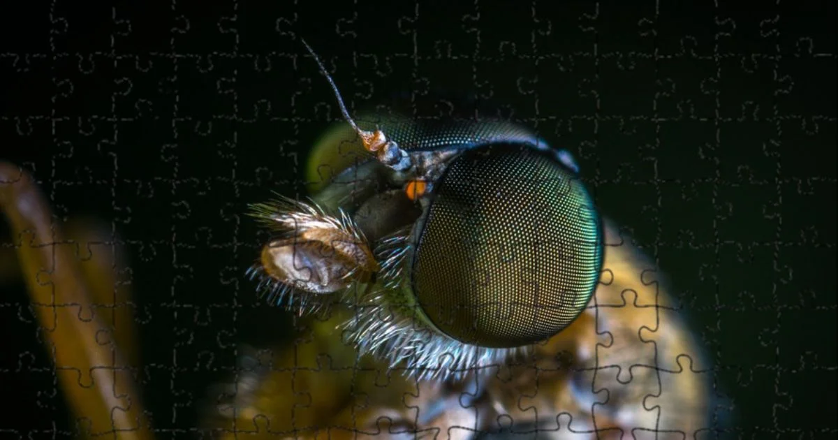 A close-up of a fly's eye displayed on a jigsaw puzzle, showcasing intricate details in macro insect photography.