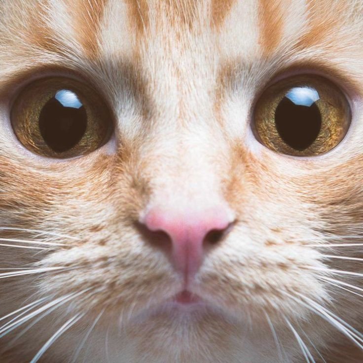 Close-up shot of a cat's face with detailed focus on its eyes, showing texture and vibrant colors.