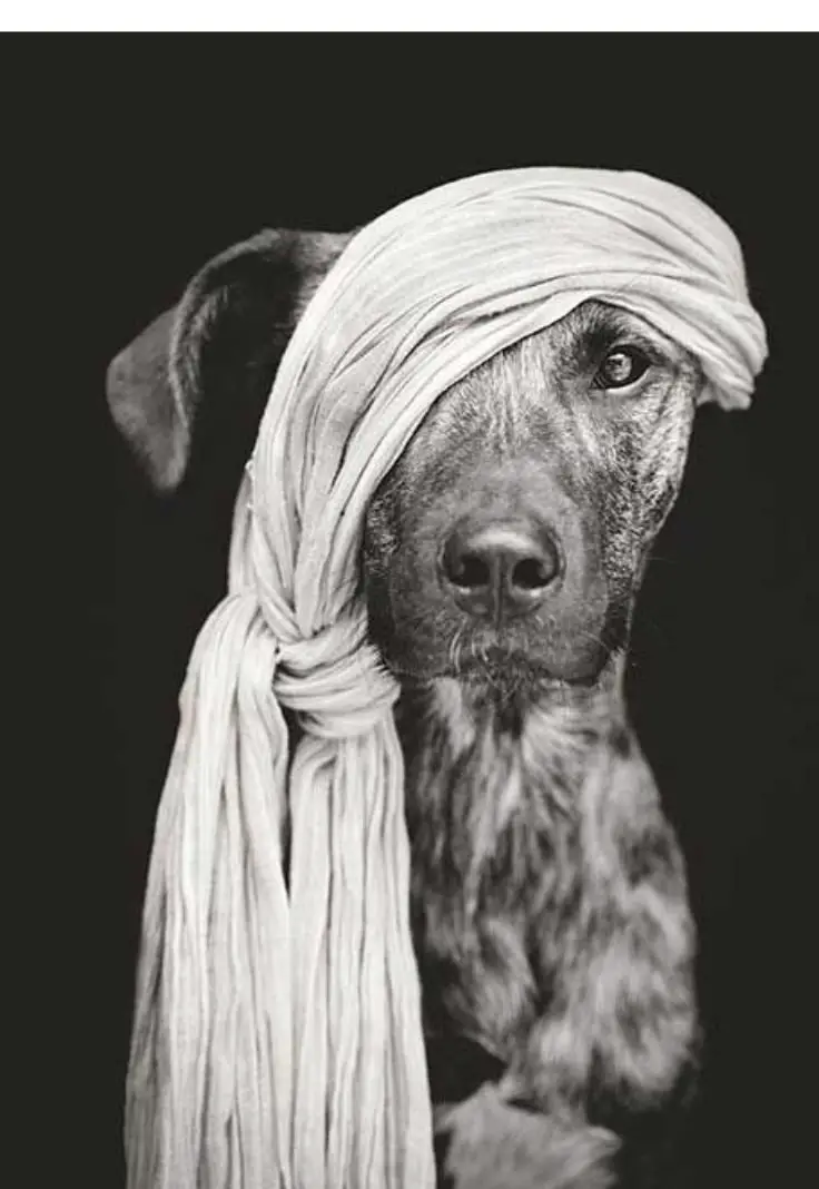 A dog with a scarf on its head, showcasing a playful and charming expression, captured by Elke Vogelsang (Wieselblitz).