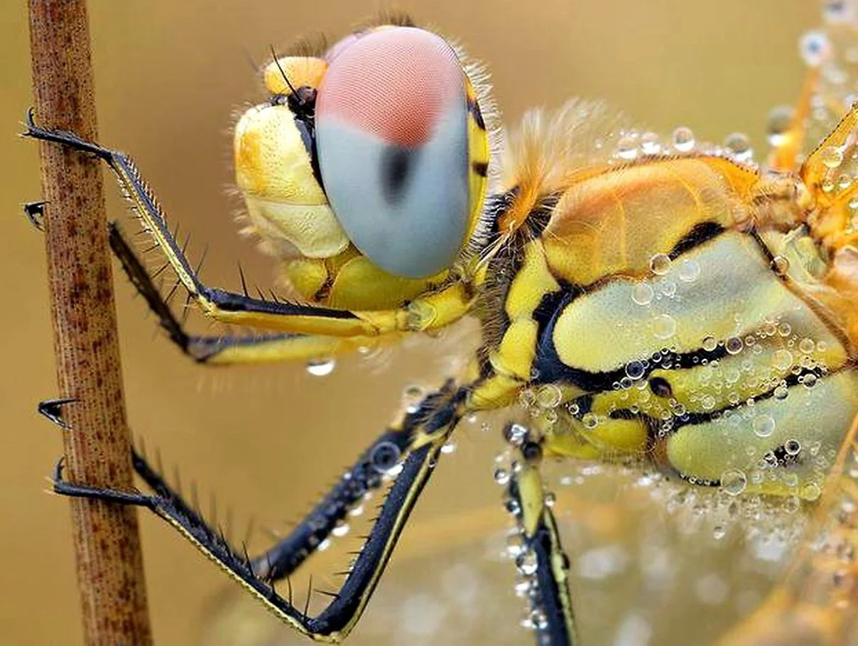 A close-up photograph of a dragonfly captured by James McCormick, showcasing intricate details of the insect's wings and body.