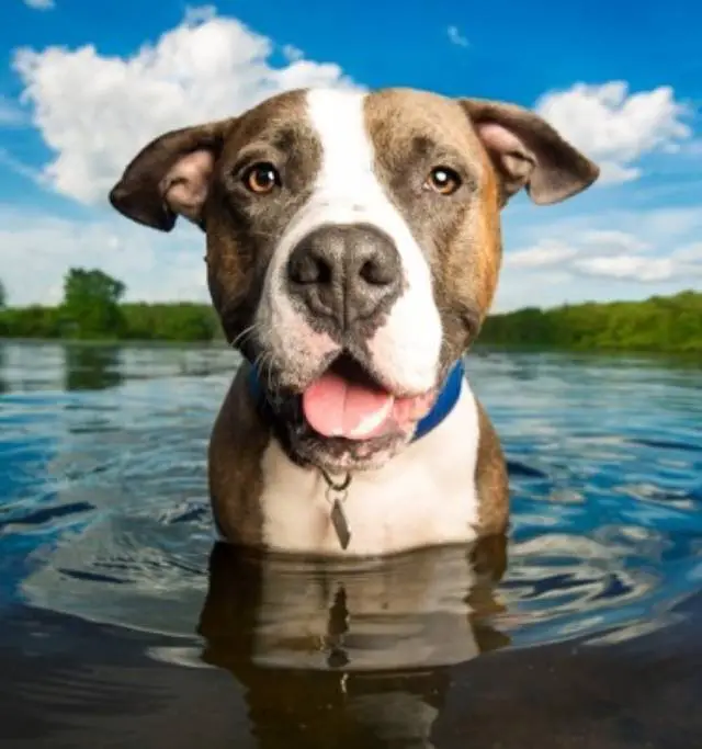 A happy dog stands in the water, tongue out, captured beautifully by Kaylee Greer of Dog Breath Photography.