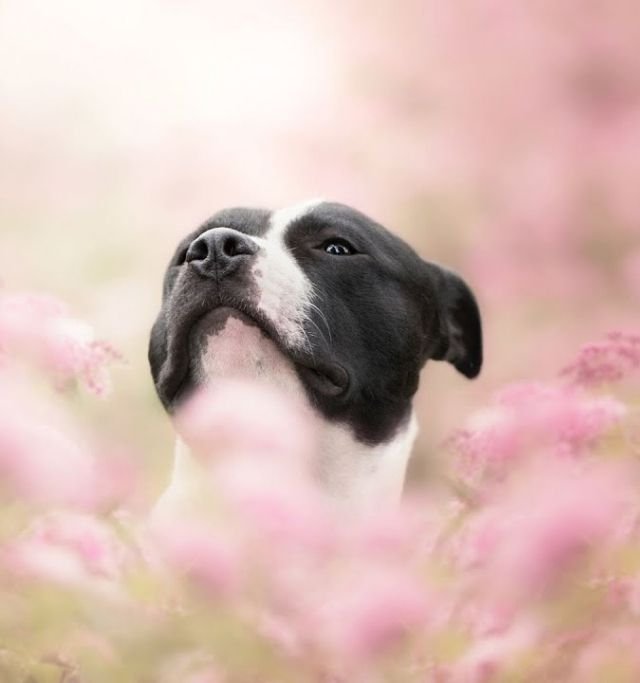 A black and white dog gazes upward, capturing a moment of curiosity and wonder. Photo by Monica van der Maden.