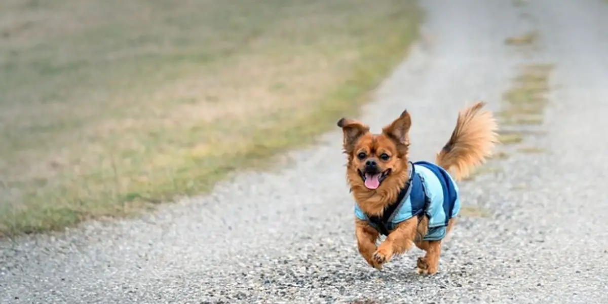 A playful dog wearing a blue vest dashes down a gravel road, embodying a spirit of adventure and freedom.