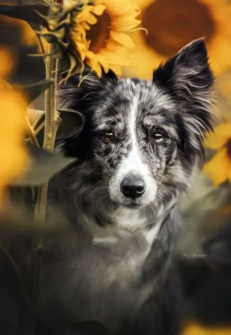 A dog stands proudly in front of vibrant sunflowers, capturing a joyful moment in nature. Photo by Ria Putzker.