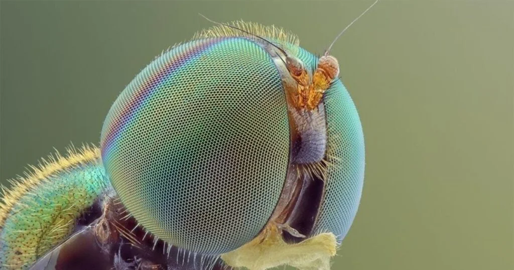 A detailed macro shot showcasing the intricate patterns and textures of a fly's eye.