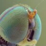 A detailed macro shot showcasing the intricate patterns and textures of a fly's eye.