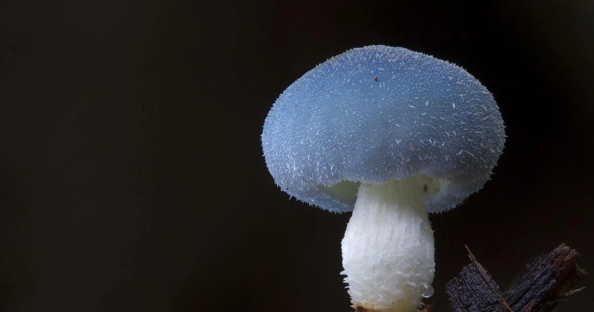 Steve Axford capturing stunning macro photography of fungi and nature's intricate details.