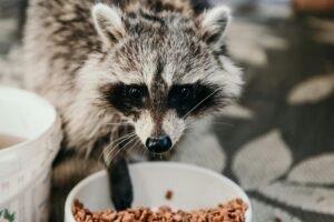 Animal Food Photos – Capturing Nature’s Mealtime Moments